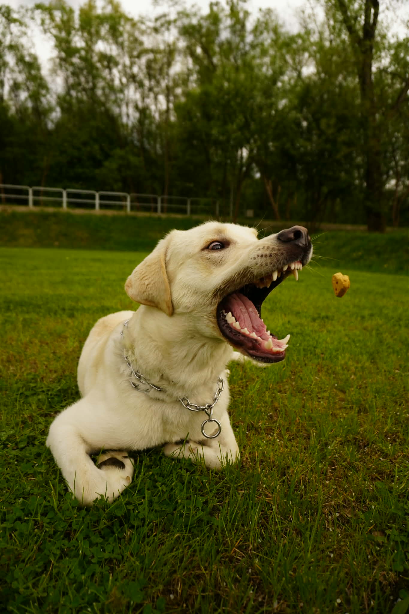 The photo which shows white doge