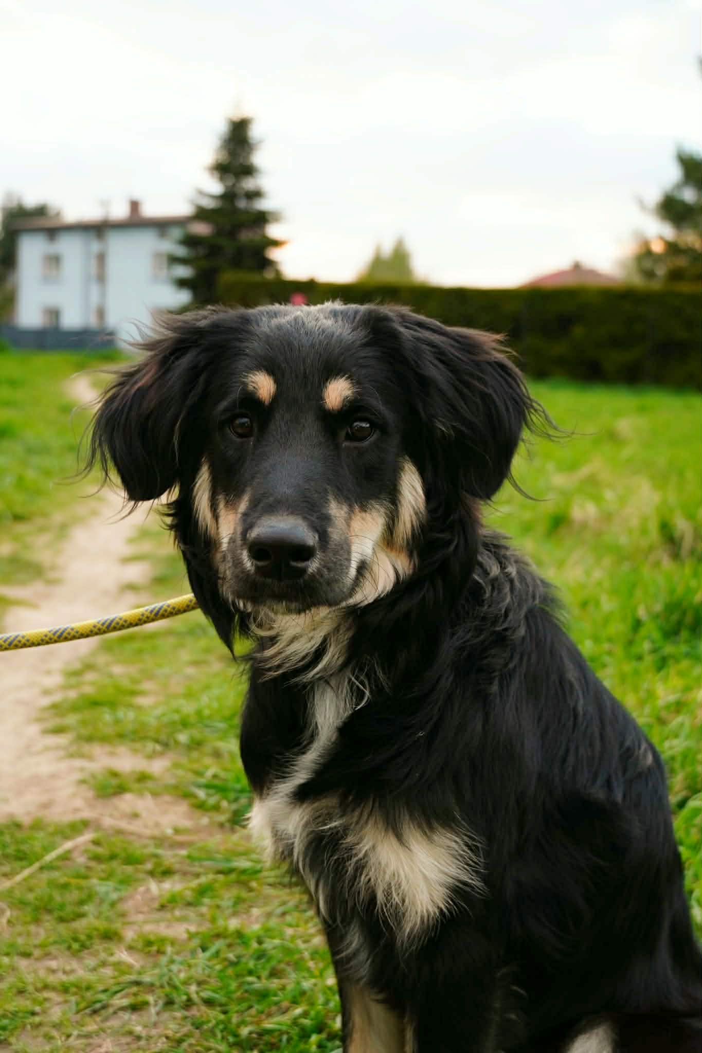 The photo which shows black dog