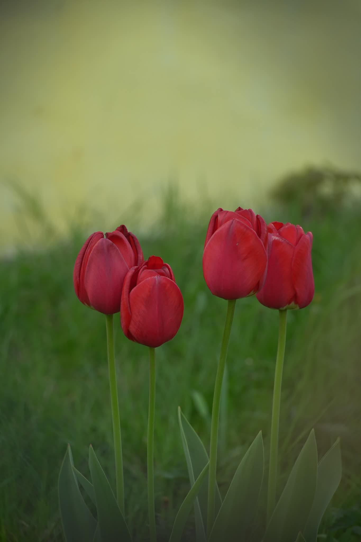 The photo which shows flowers
